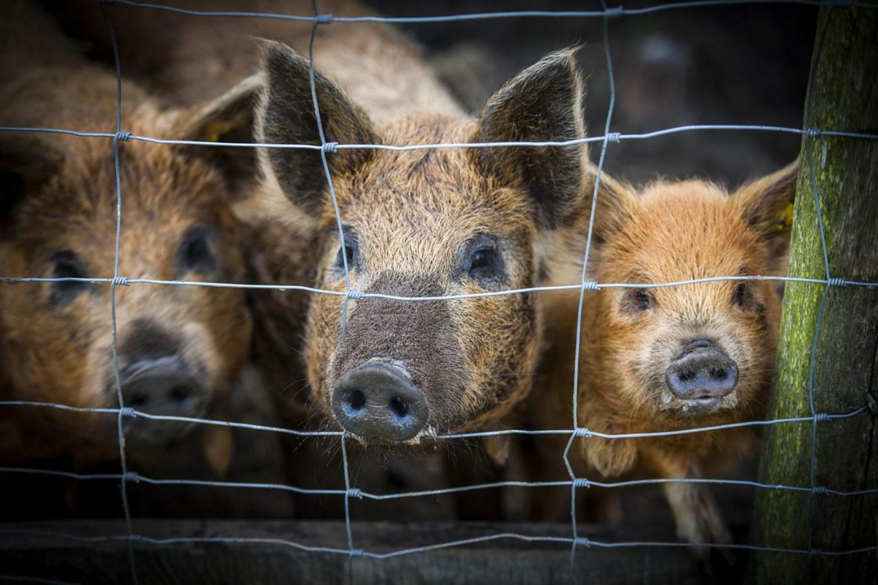 De Blauwe Hoeve Zwijndrecht エクステリア 写真